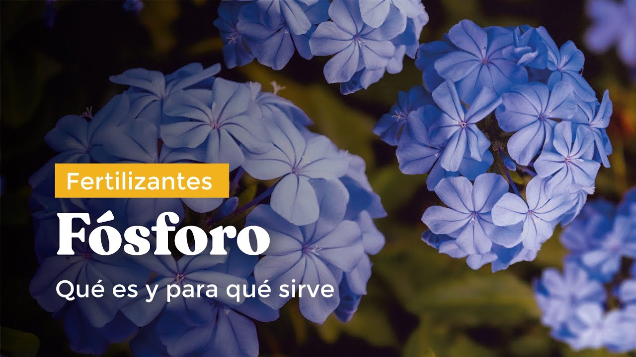 fosforo en las plantas para que sirve
