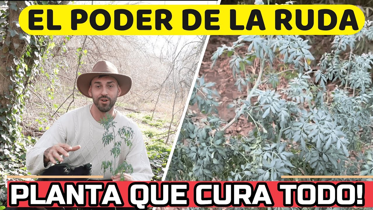 foto de la planta de ruda