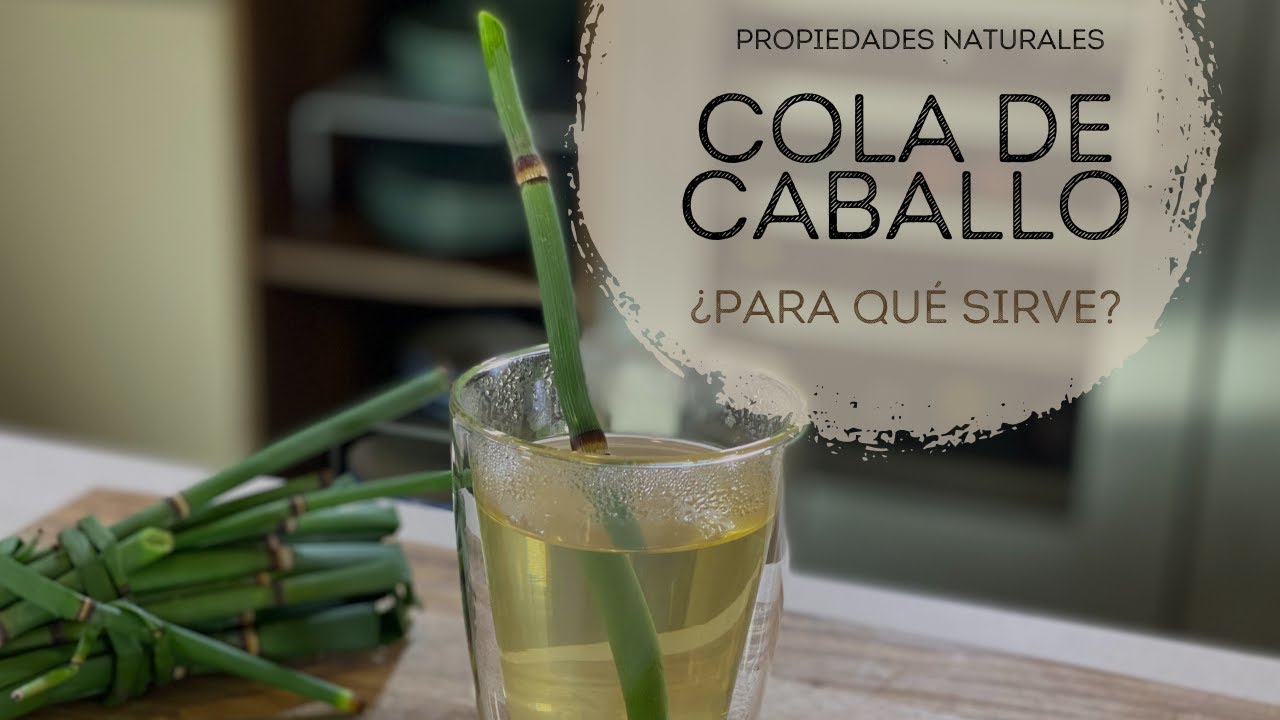 foto de planta cola de caballo