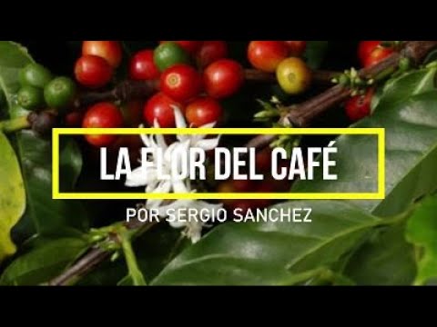 fotos de el café de las flores