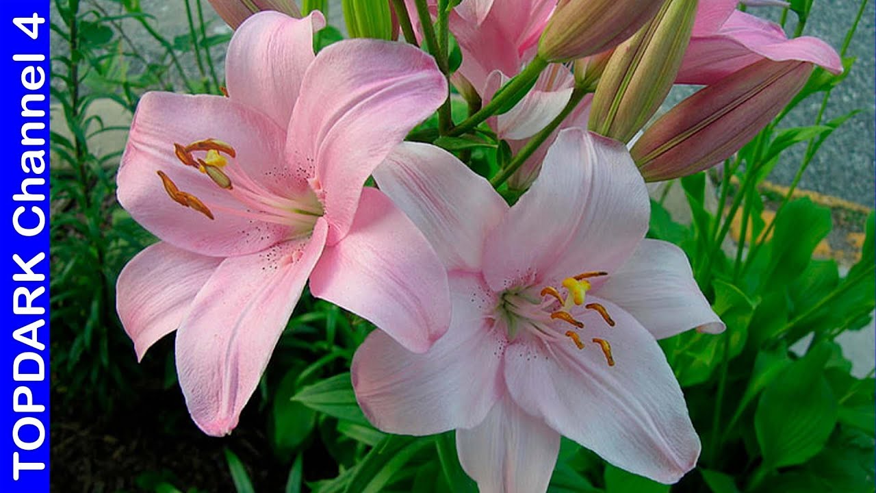fotos de la flor de lirio