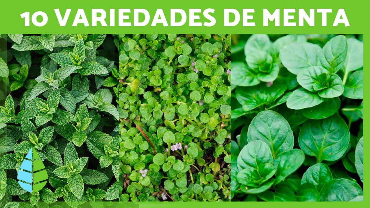 fotos de la planta de menta