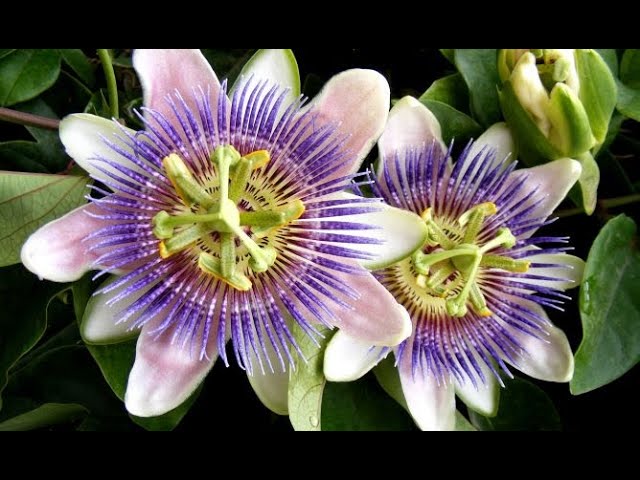 fruto de la flor de la pasion