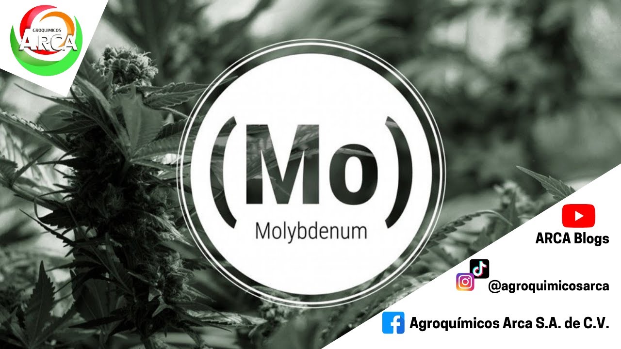 funcion del molibdeno en las plantas