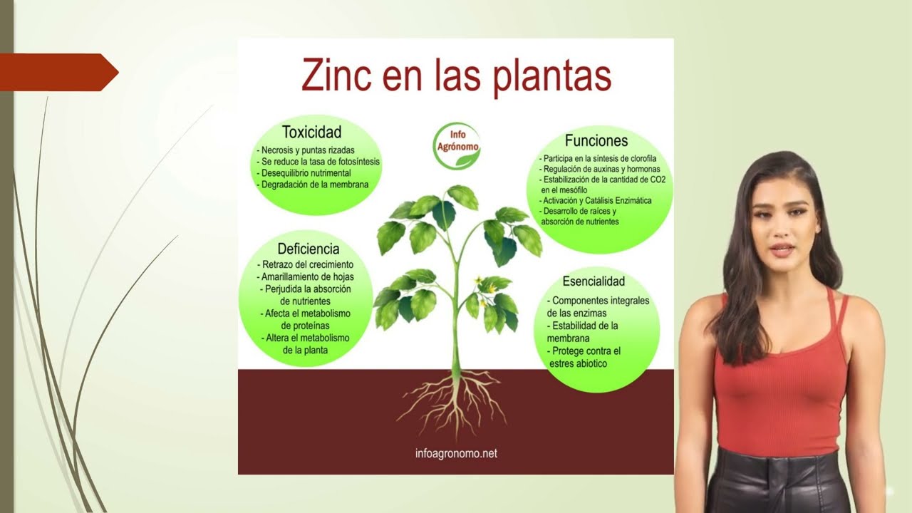 funciones del zinc en la planta