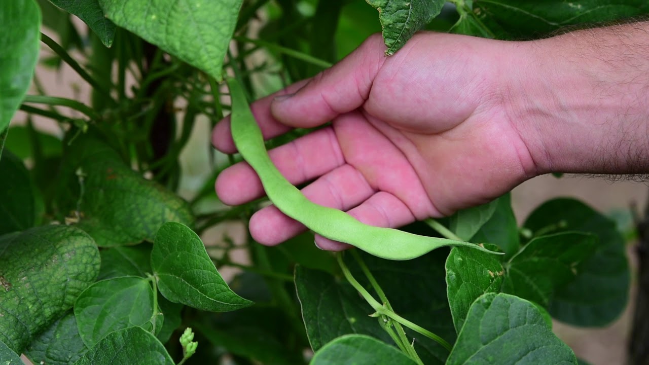 fungicida para la plantación de fabes