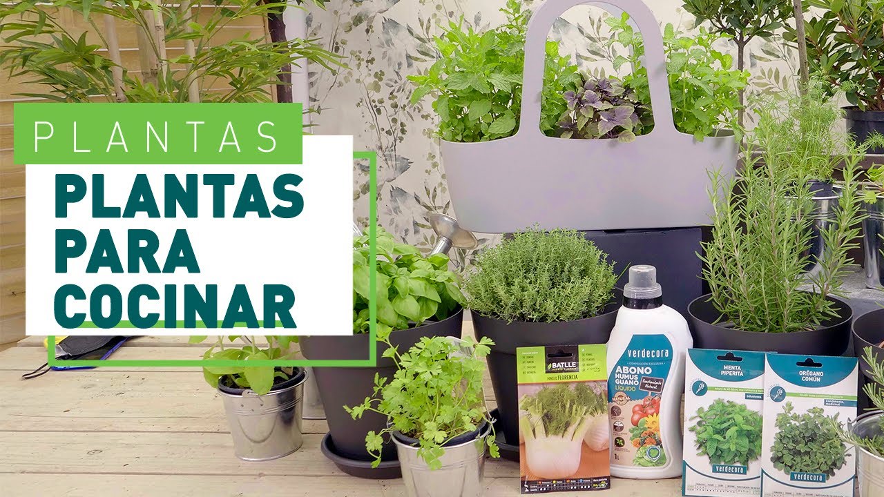 hierbas aromáticas que puedes plantar en casa