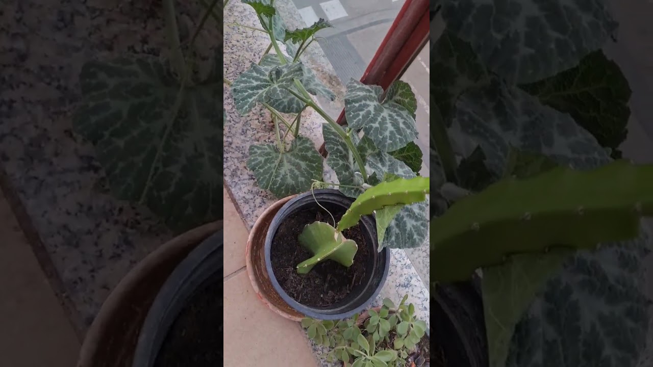 hoja de la planta de calabaza