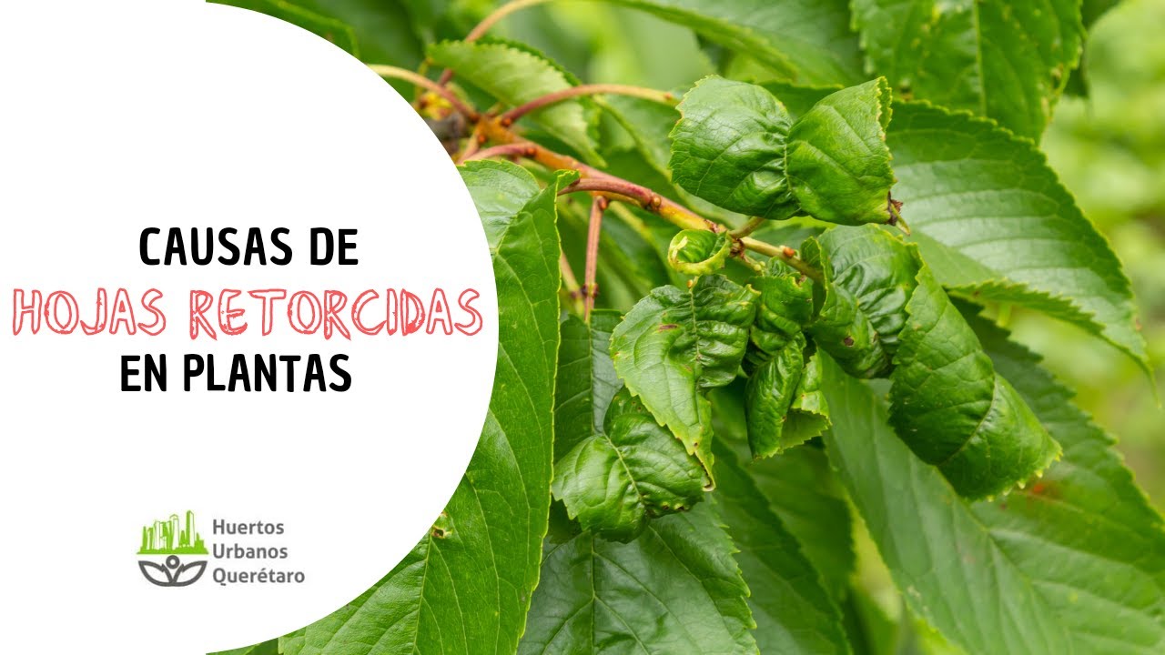 hojas de algunas plantas que están retorcidas