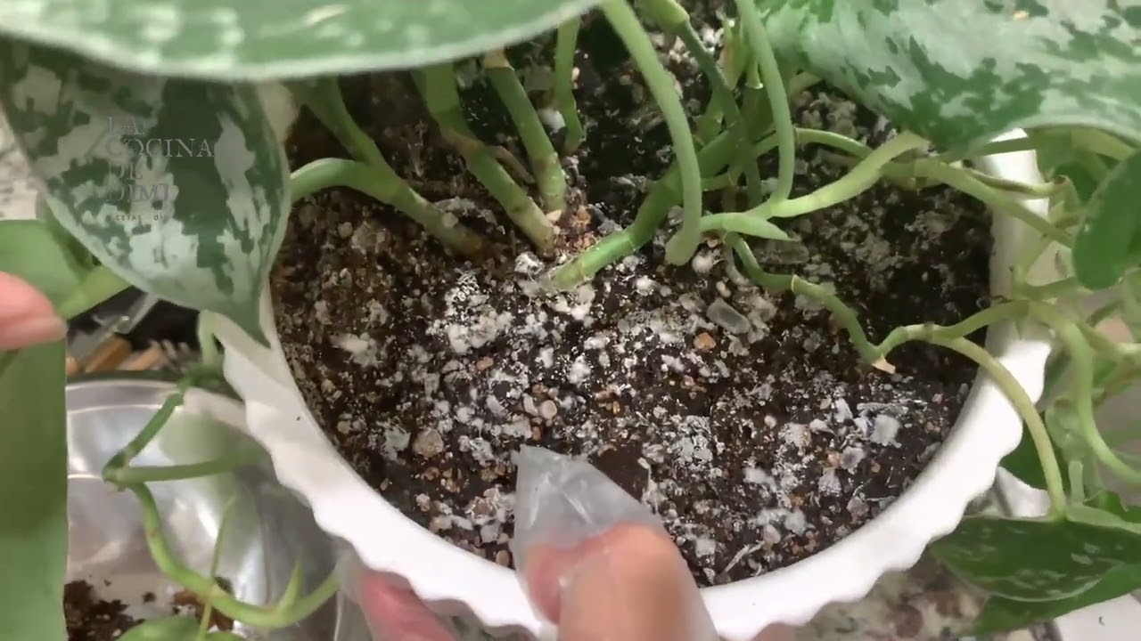 hongos blancos en la tierra de las plantas