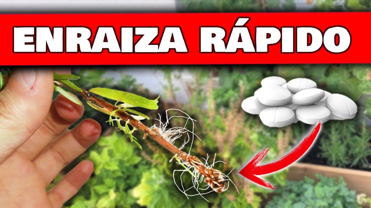 hormona de crecimiento para plantas casera