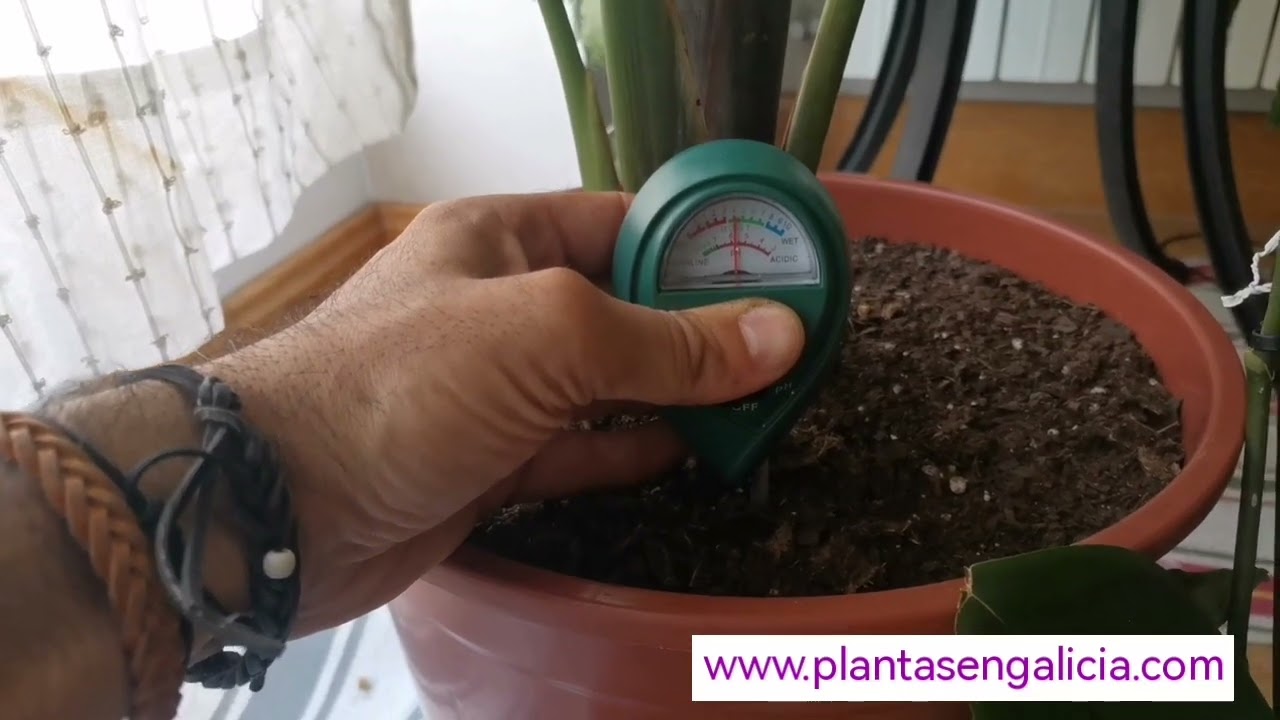 humedad en la tierra de las plantas