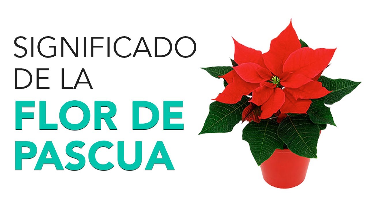 imagen de la flor de pascua