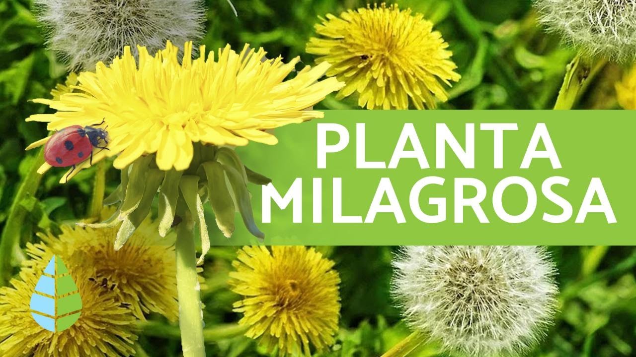 imagenes de diente de leon planta