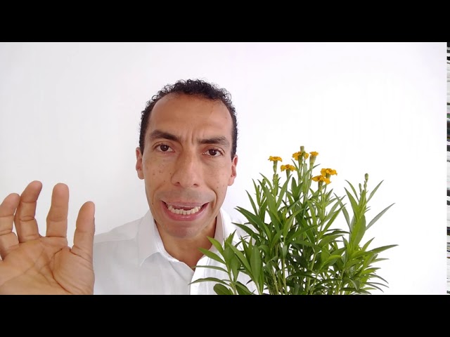 imagenes de la planta de anis