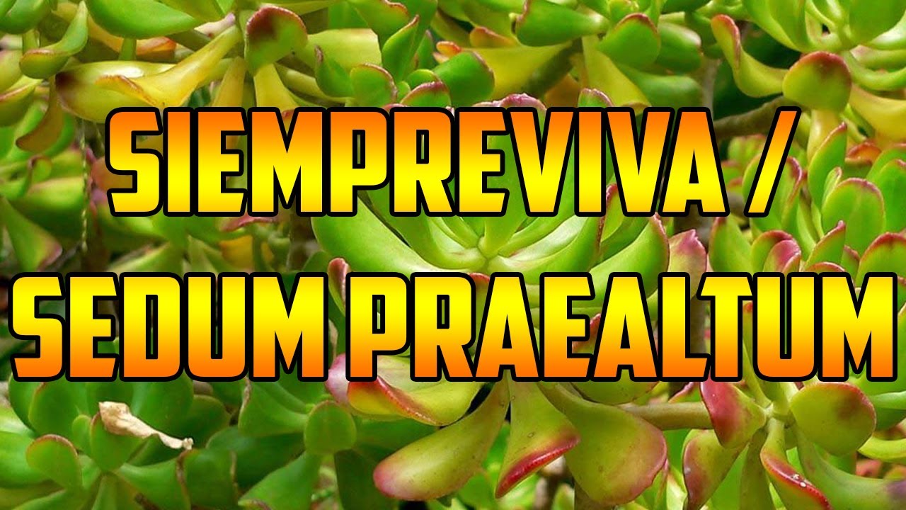 imagenes de la planta siempre viva