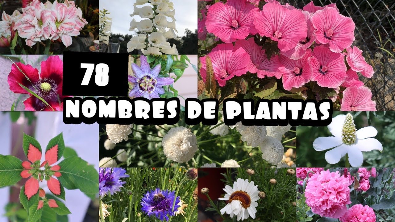 imagenes de plantas con sus nombres