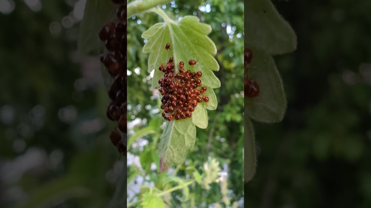 insectos que succionan la savia de las plantas