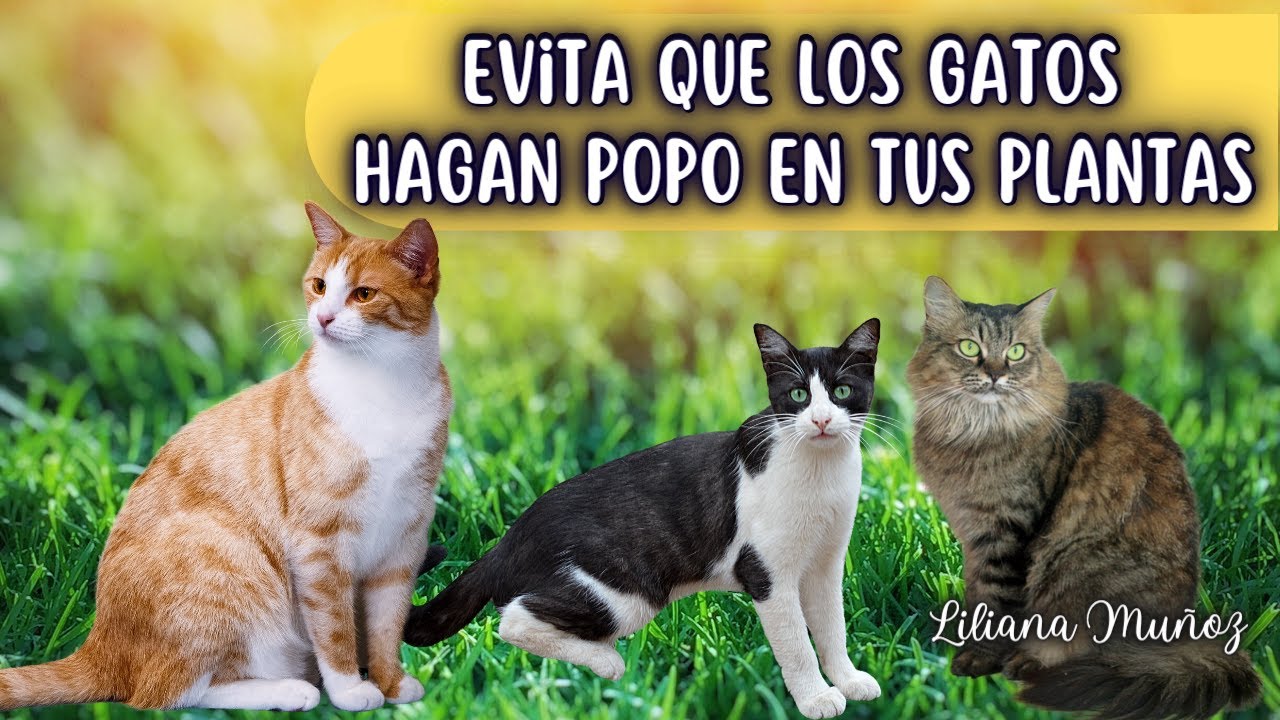 la caca de gato es mala para las plantas