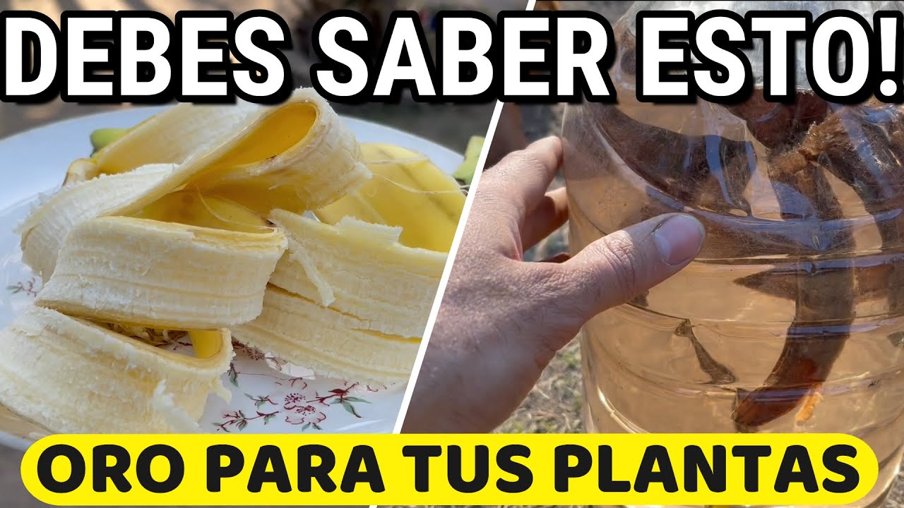 la cascara de platano para las plantas