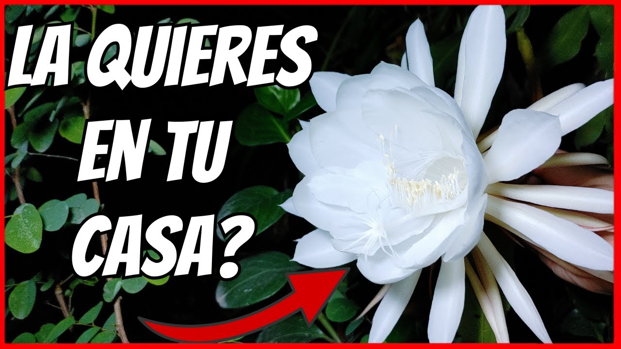 la dama de la noche flor