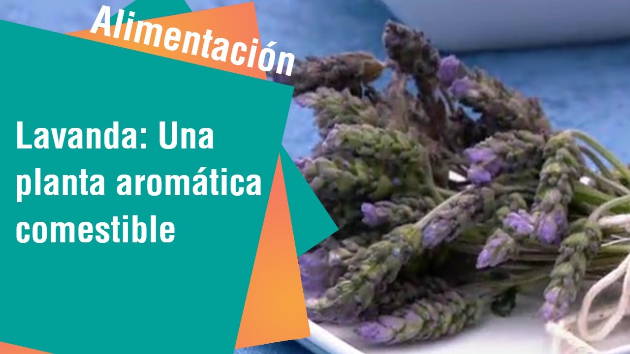 la flor de lavanda es comestible