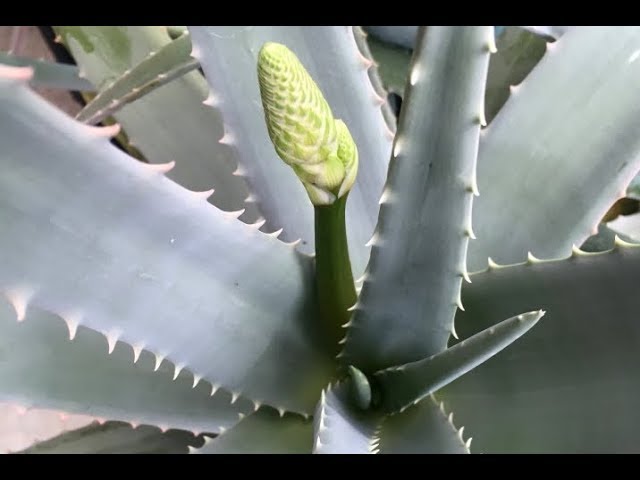 la flor del aloe vera se come