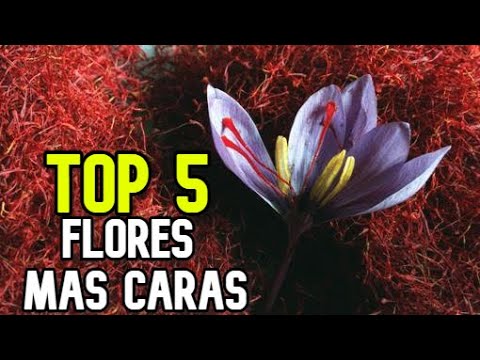 la flor más elegante del mundo