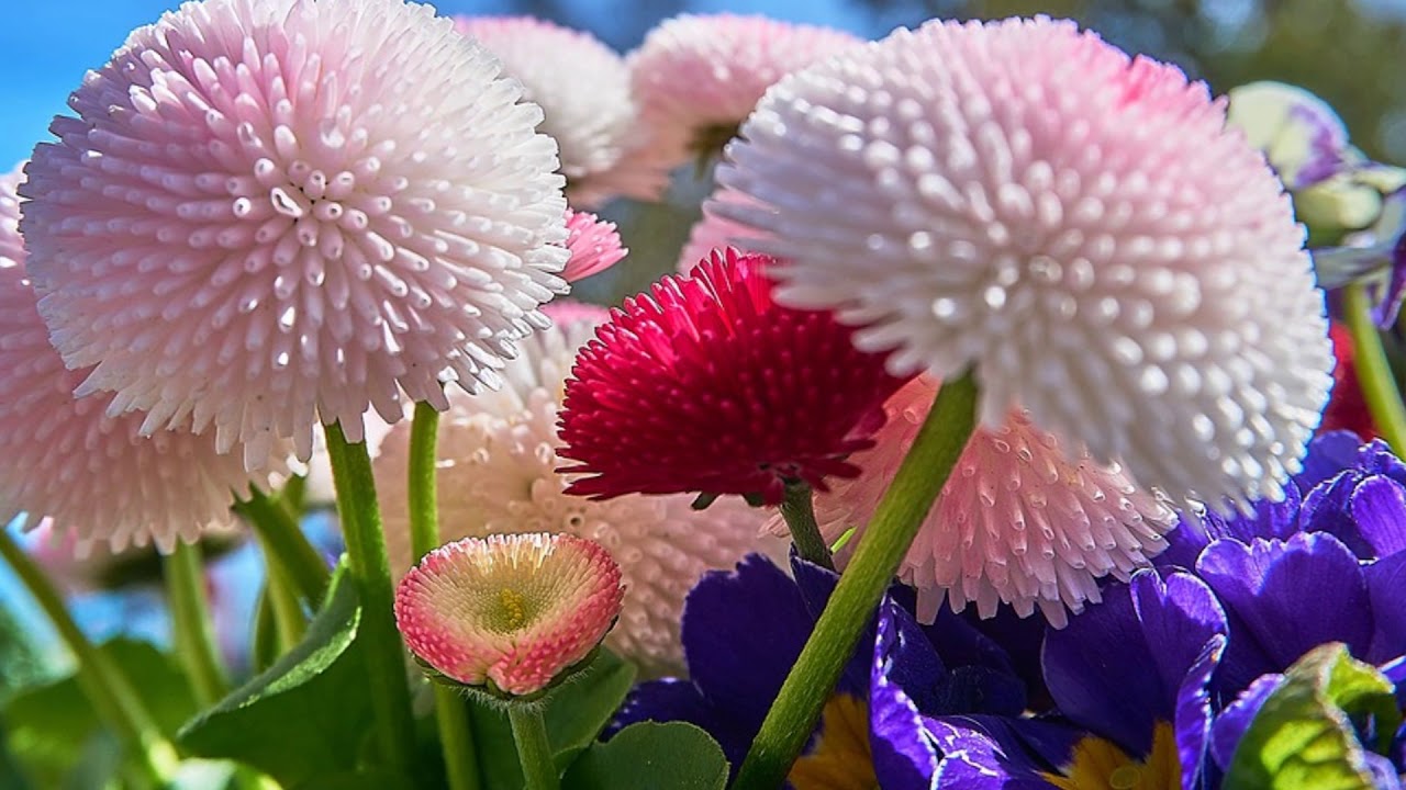 la flor mas hermosa del mundo