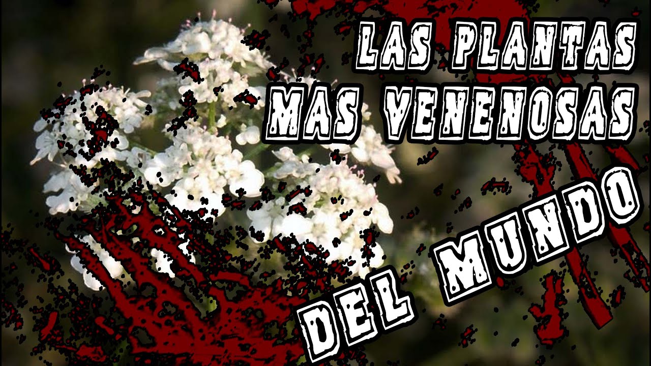 la flor mas peligrosa del mundo