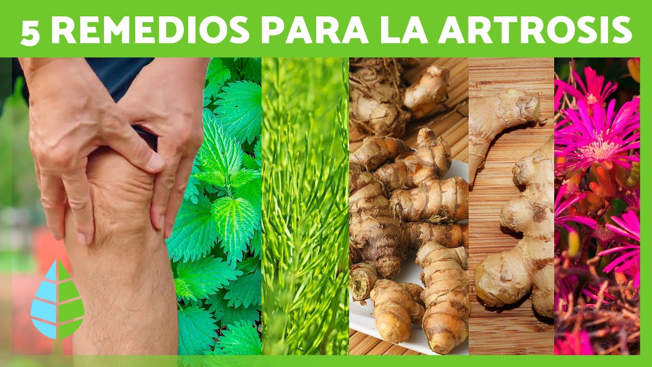 la mejor planta medicinal para artrosis