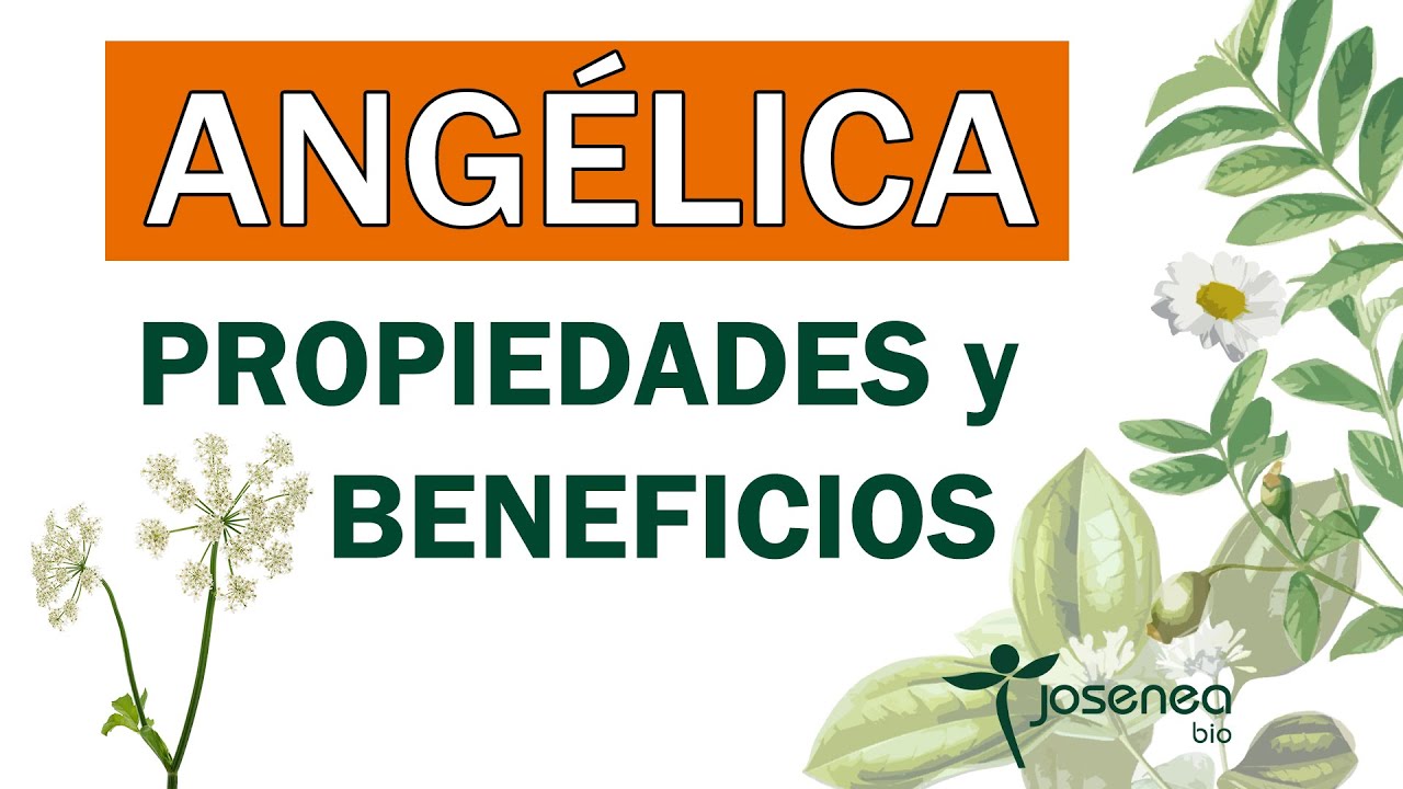 la planta angelica para que sirve