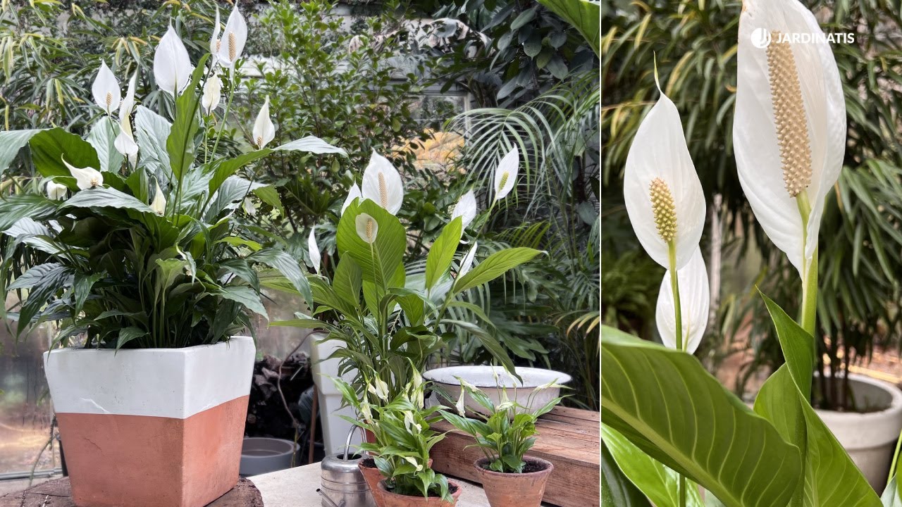 la planta cuna de moisés es de interior o exterior