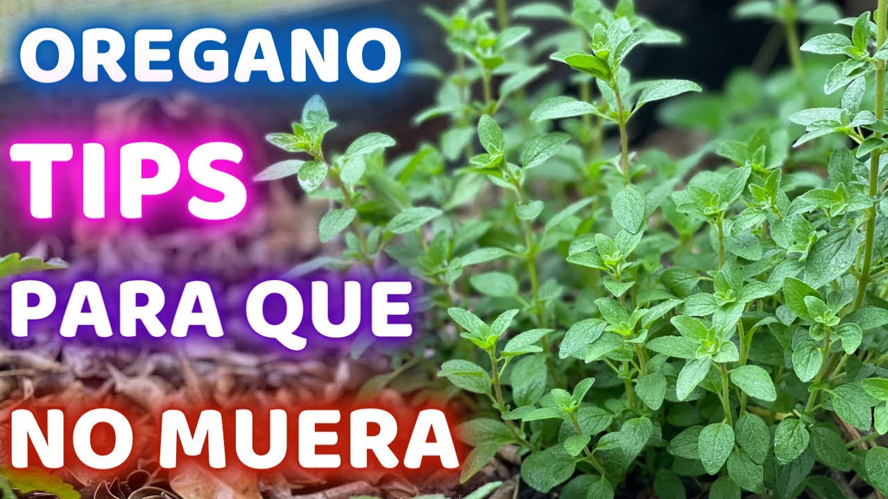 la planta de orégano es de sol o sombra