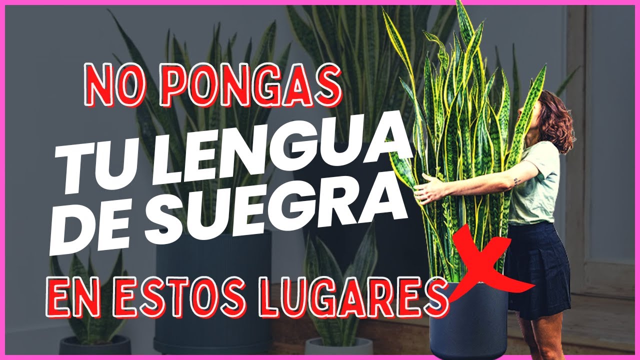 la planta espada de san jorge trae mala suerte
