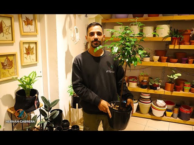 la planta ficus es de interior o exterior