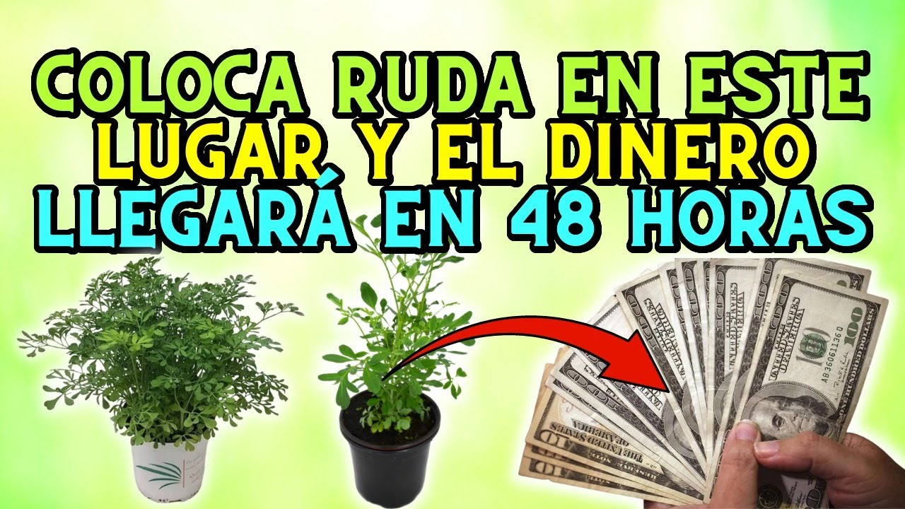 la planta ruda es de interior o exterior