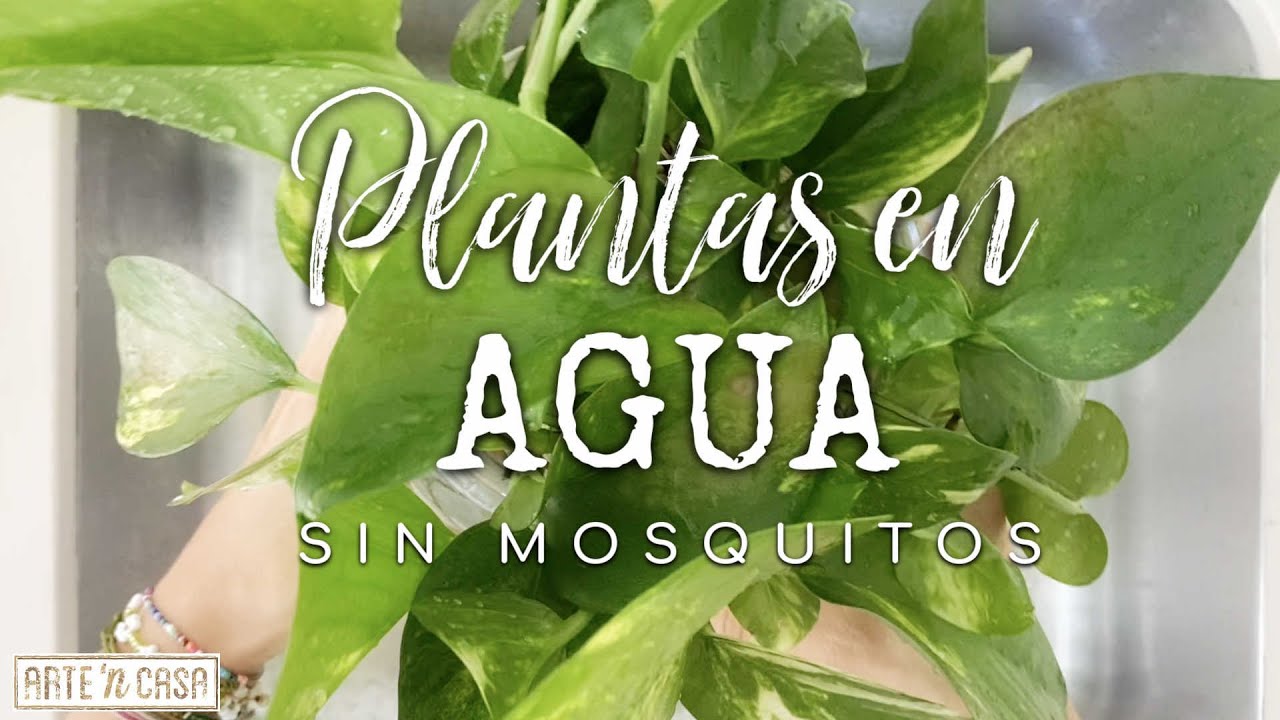 larvas en el agua de las plantas