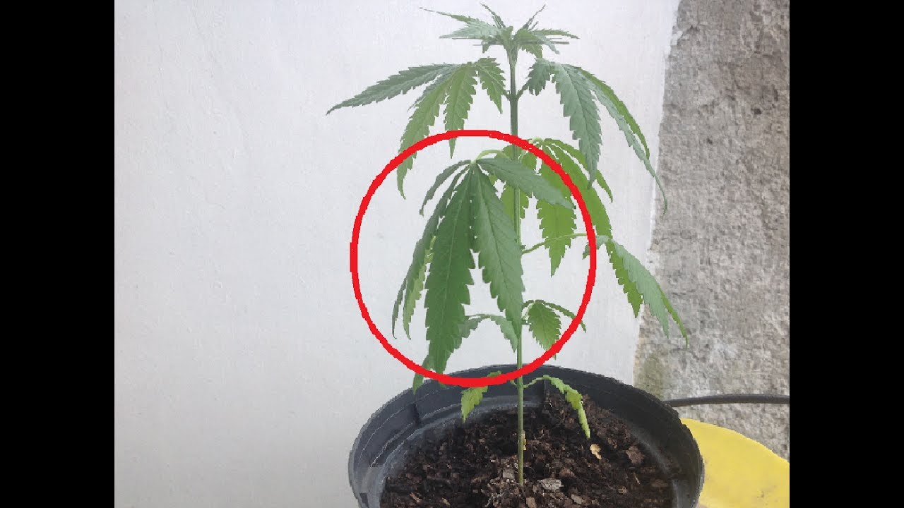las hojas de mi planta se doblan hacia abajo