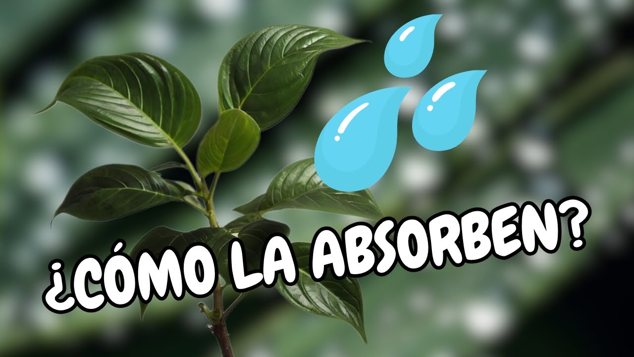 las plantas absorben agua por las hojas