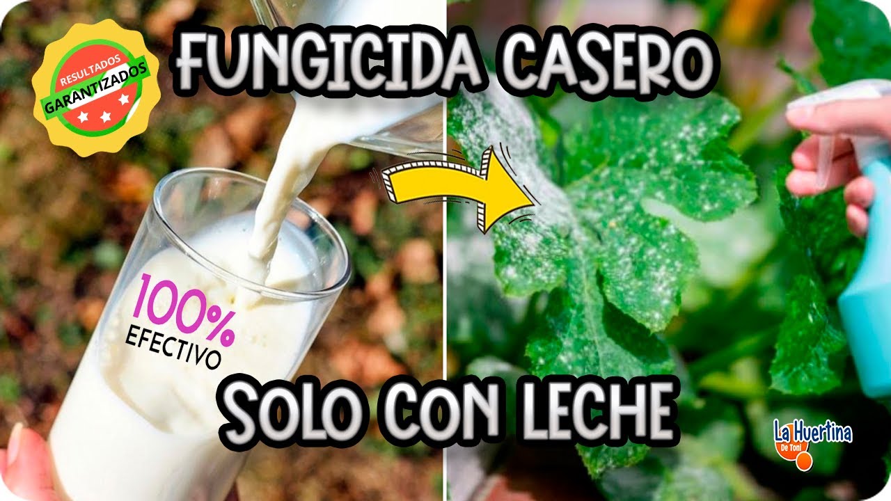 leche para los hongos de las plantas