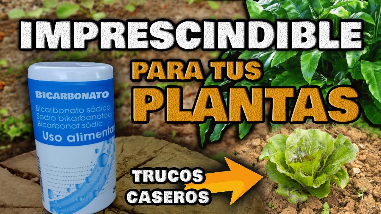 leche y bicarbonato para las plantas