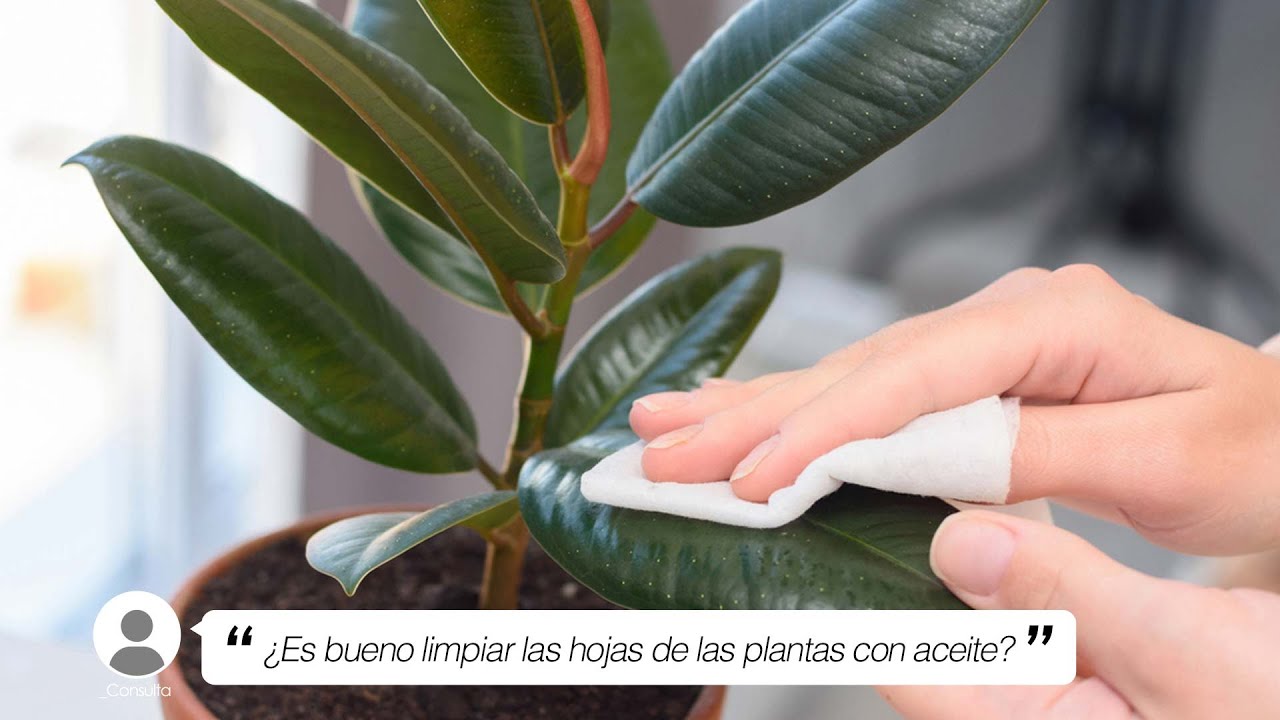 limpiar las hojas de las plantas con aceite de oliva