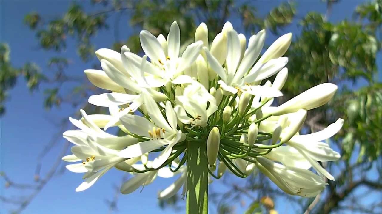 lirio africano flor del amor o tuberosa azul