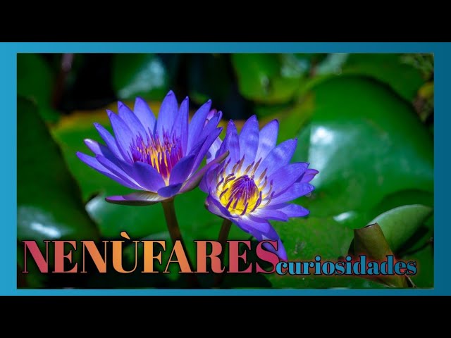 lirio de agua y flor de loto