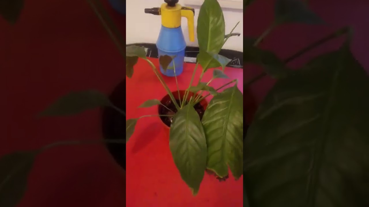 lirio de la paz flores marrones