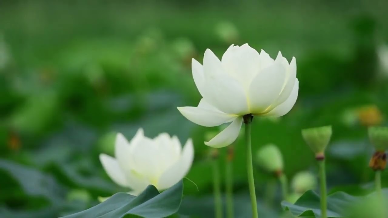 lluvia las flores blancas buenos dias