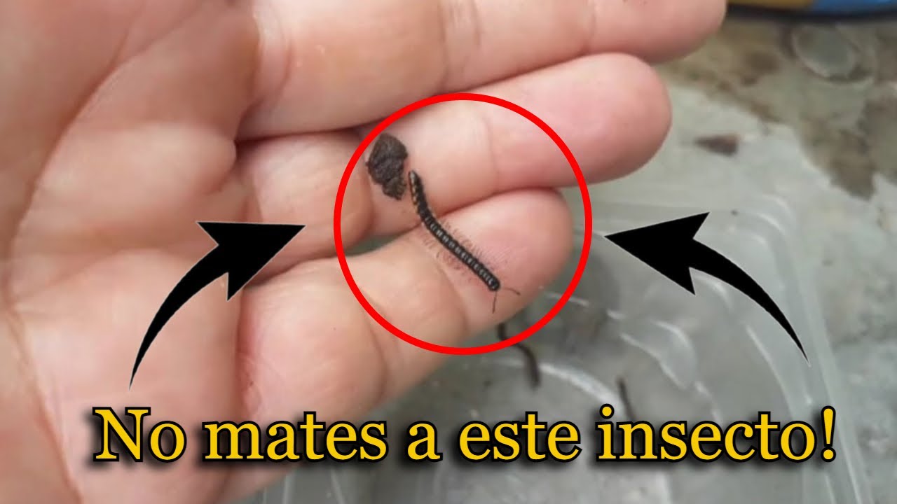 los ciempiés son buenos para las plantas