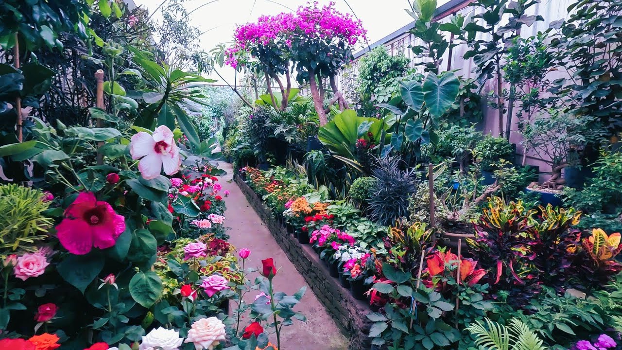 lugar donde venden plantas y flores