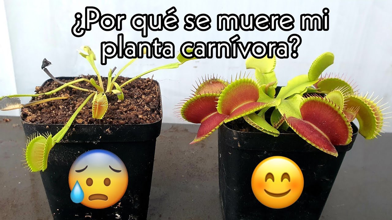 mi planta carnivora no se cierra